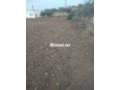 alard-almlky-llbyaa-fyha-dar-small-6