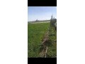 terrain-agricole-5700-m2-titre-equipe-small-0