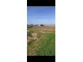 terrain-agricole-5700-m2-titre-equipe-small-1