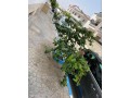 penthouse-appartement-vue-sur-mer-et-montagnes-a-martil-small-17