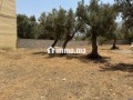 terrain-titre-r2-centre-ville-amizmiz-small-9