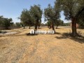 terrain-titre-r2-centre-ville-amizmiz-small-8