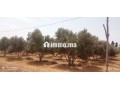 fyrma-rayaa-3-hktar-tytr-small-4