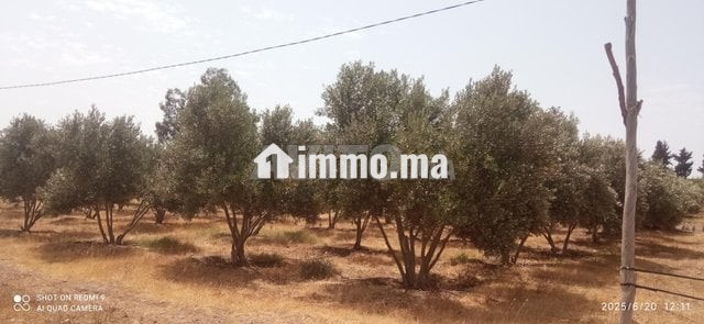 fyrma-rayaa-3-hktar-tytr-big-4