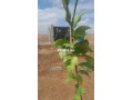 ferme-a-vendre-small-2