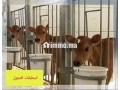 mshroaa-trby-alabkar-otsmyn-alaagol-small-3