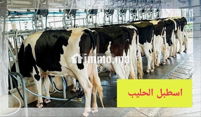 mshroaa-trby-alabkar-otsmyn-alaagol-big-2