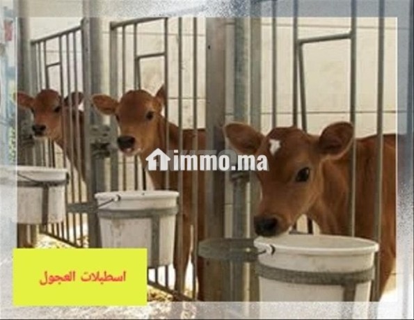 mshroaa-trby-alabkar-otsmyn-alaagol-big-3