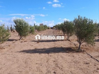 ferme-5000m2-km16-bon-afir-urgent
