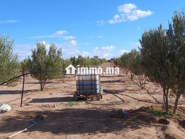 ferme-5000m2-km16-bon-afir-urgent-big-2