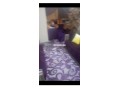 appartement-meuble-a-ain-sbae-small-0
