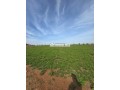 ferme-titree-17km-del-jadida-route-de-marrakech-small-1