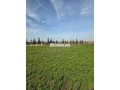 ferme-titree-17km-del-jadida-route-de-marrakech-small-3