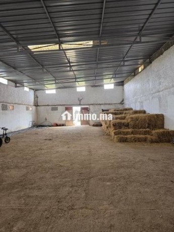 ferme-titree-17km-del-jadida-route-de-marrakech-big-5