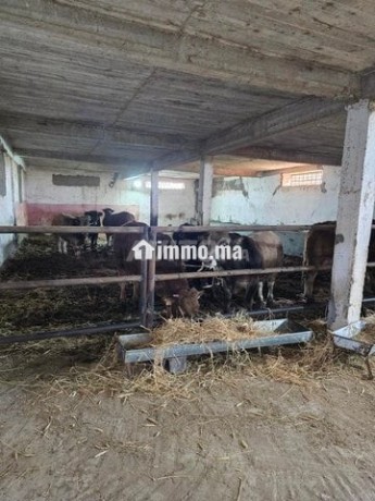 ferme-titree-17km-del-jadida-route-de-marrakech-big-6