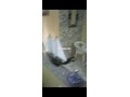 shk-nsf-mfrosh-small-0