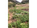 terrain-a-tahanaout-small-5