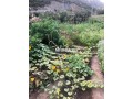 terrain-a-tahanaout-small-7