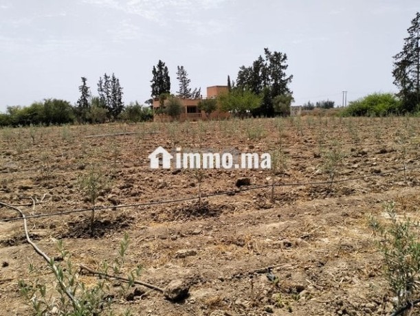 terrain-3-hectares-a-sidi-slimane-big-1