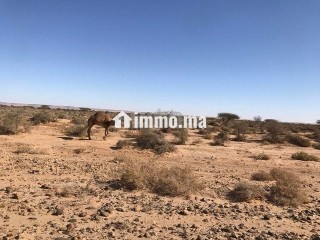 terrain-titre-agricole-24000-hectares-a-guelmim