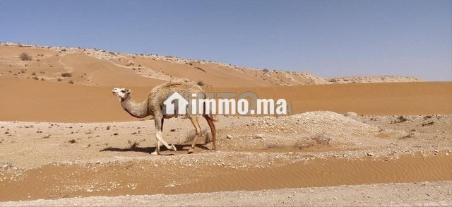terrain-titre-agricole-24000-hectares-a-guelmim-big-1