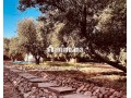 a-vendre-ferme-maison-de-9000-m2-rte-ourika-km4-small-1