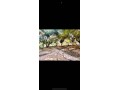 a-vendre-ferme-maison-de-9000-m2-rte-ourika-km4-small-4