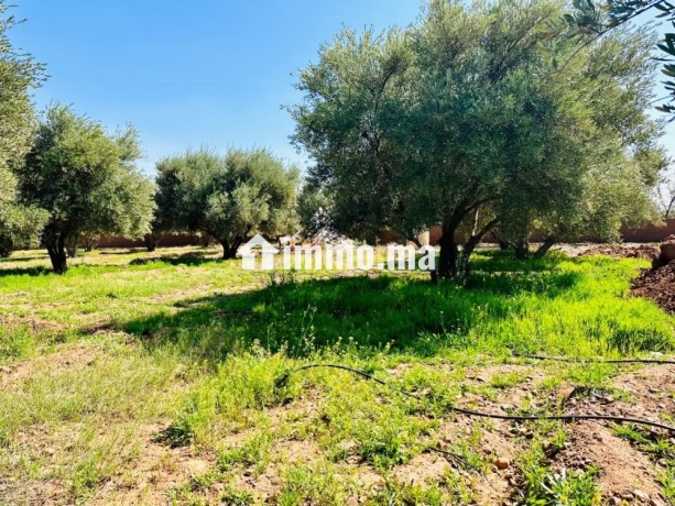a-vendre-ferme-maison-de-9000-m2-rte-ourika-km4-big-5