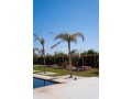 splendide-villa-a-vendre-a-palmerie-small-5