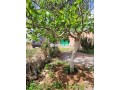 tres-belle-ferme-de-10000-m2-titree-arboree-fleurie-small-3