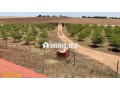 ferme-2ha6520m2-a-vendre-a-el-jadida-small-1