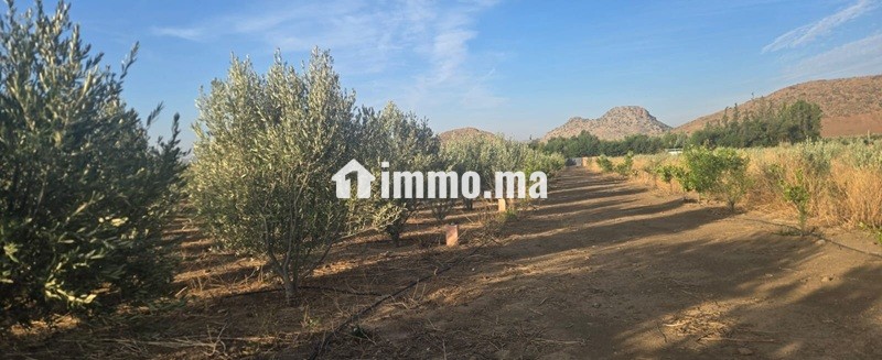Propriété avec oliviers à vendre à Amghass - Terrain à vendre - Azrou