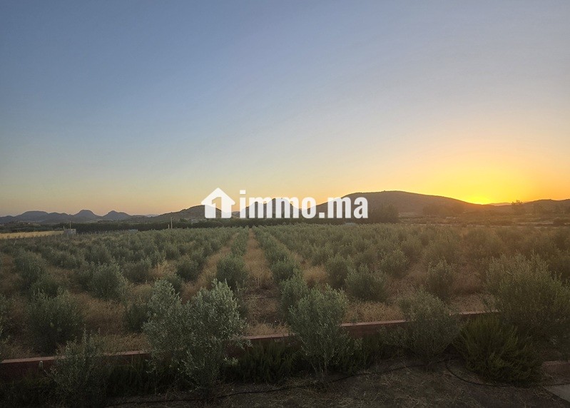 Propriété avec oliviers à vendre à Amghass - Terrain à vendre - Azrou