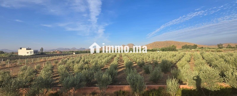 Propriété avec oliviers à vendre à Amghass - Terrain à vendre - Azrou