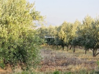 Terrain en vente à Tamazouzte. Surface totale 40000 m² - Terrain à vendre