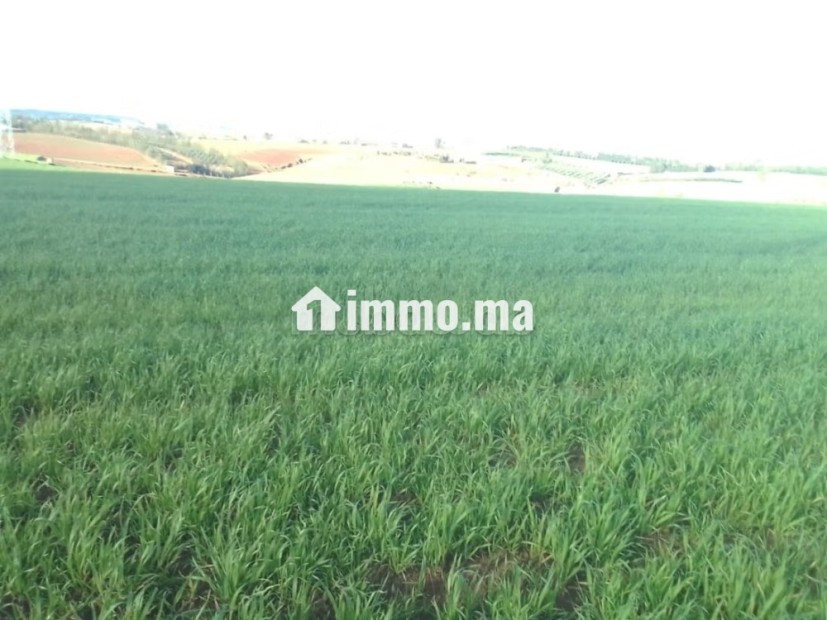Shoul – Douar Lmfalha - Vente Immobilier - Sale - photo 4