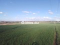 Shoul – Douar Lmfalha - miniature 3