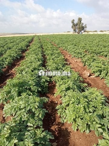 Terrain à vendre 3,9 hectares près de El Jadida - Vente Immobilier - El Jadida - photo 8
