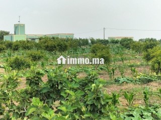 Terrain à vendre 3,9 hectares près de El Jadida - Terrain à vendre - El Jadida