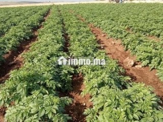 Terrain à vendre 3,9 hectares près de El Jadida - Terrain à vendre - El Jadida