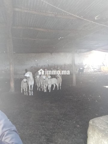 S'houle Douar Mefalha - Vente Immobilier - Sale - photo 1