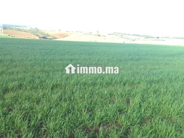 S'houle Douar Mefalha - Vente Immobilier - Sale - photo 4