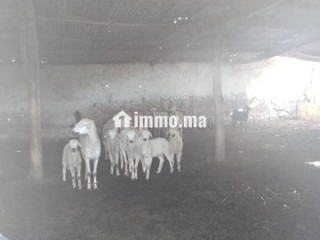 S'houle Douar Mefalha - Terrain à vendre - Sale
