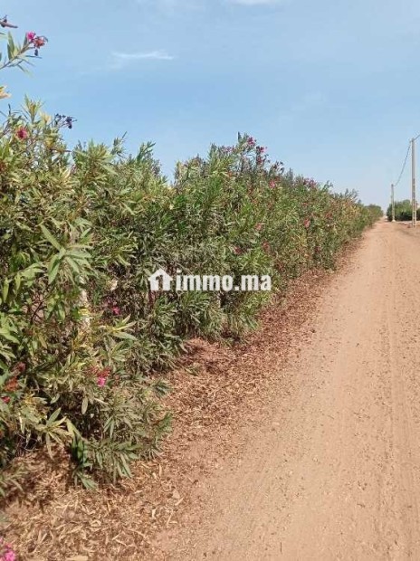 ضيعة مُحفظة بمساحة 3.5 هكتار بالمحمدية - Vente Immobilier - Mohammedia - photo 2