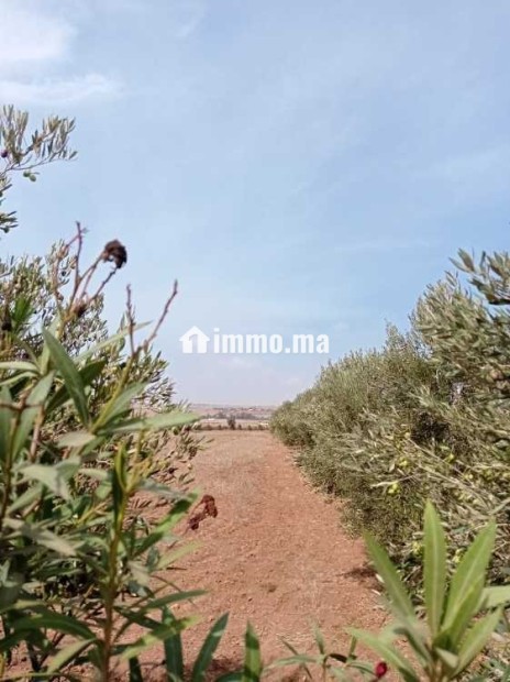 ضيعة مُحفظة بمساحة 3.5 هكتار بالمحمدية - Vente Immobilier - Mohammedia - photo 3