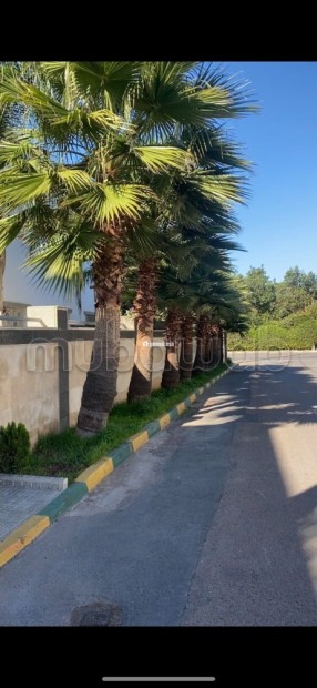 Vente villa Commerciale à Californie Panoramique - Vente Immobilier - Casablanca - photo 3