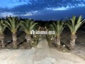 _Ferme de 2 H et 2500 m2 à Vendre à Benslimane_ - miniature 3