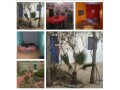 Riad de 10 Tortues - miniature 3