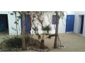 Riad de 10 Tortues - miniature 8
