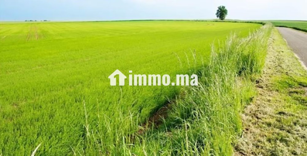 Une Ferme à vendre de 28 hectares Mohammedia - Vente Immobilier - Autre - photo 1